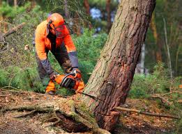 How Our Tree Care Process Works  in  Nescopeck, PA