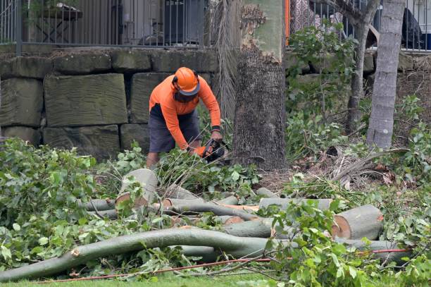 Nescopeck, PA Tree Services Company